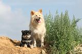 CHIEN FINNOIS DE LAPONIE 359